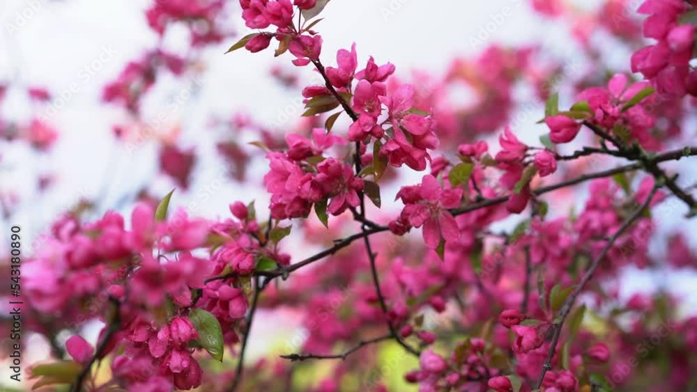 Pink cherry branches sway in the wind. Blooming sakura in spring. Pink cherry branches sway in the wind. Blooming sakura in spring.