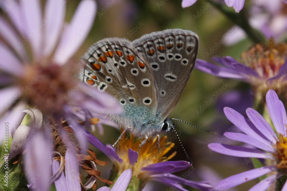 Obraz premium Argus bleu --- Azuré commun (Polyommatus icarus)