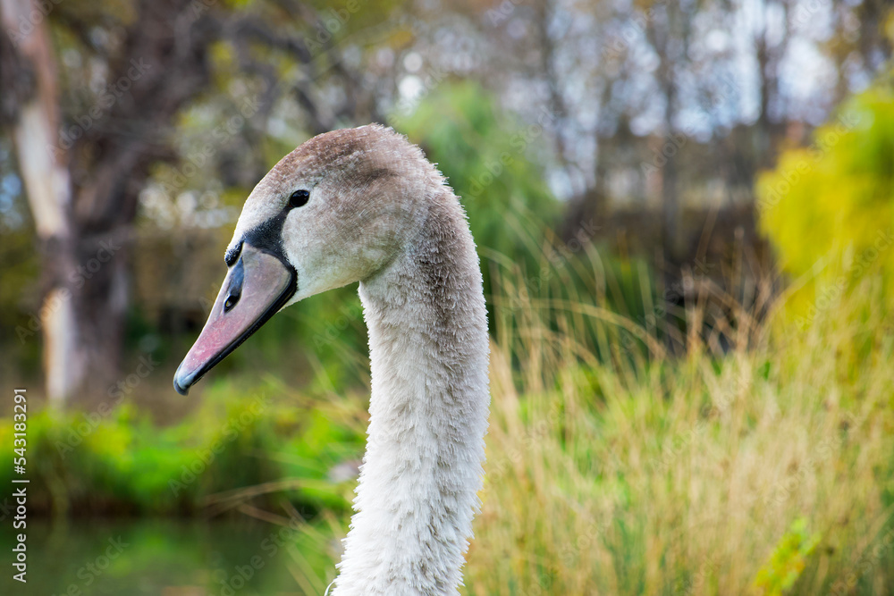 Obraz premium portrait of a young gray swan on the park background