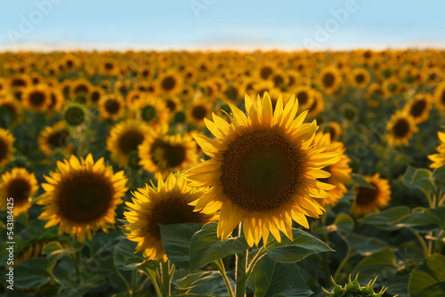 Beautiful blooming sunflower in field on summer day