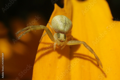 Misumène (Misumena vatia) photo