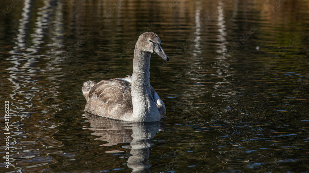 Junger Schwan im Wasser Junger Schwan im Wasser