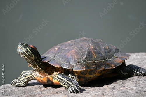 Close-up shot of a red-eared slider (Trachemys scripta elegans) resting in sunlight photo