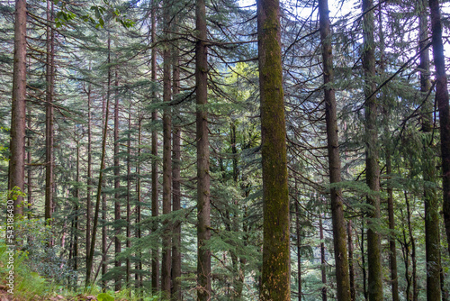 Cedrus deodara, the deodar cedar, Himalayan cedar, or deodar, is a species of cedar native to the Himalayas. . Himachal Pradesh India. photo