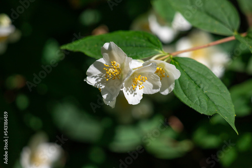 Close up of jasmine flowers in a garden.