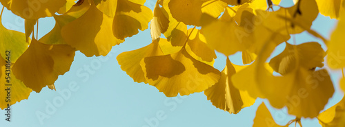 Leaves of ginkgo biloba. Yellow leaves of ginkgo biloba on a tree branch.
