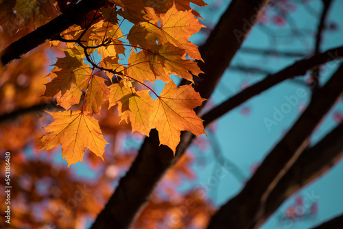 Autumn landscape. Beautiful autumn background for your design.