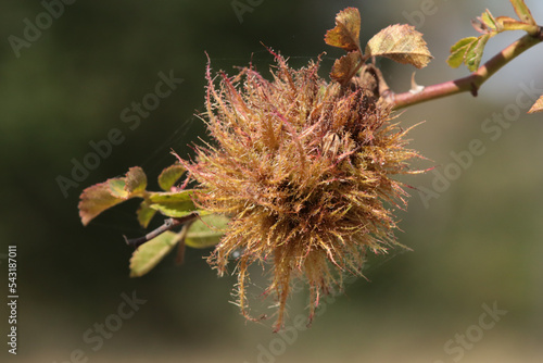 Cynips du bédéguar (Diplolepis rosae),  photo