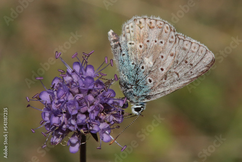 Bleu nacré (Lysandra coridon) photo
