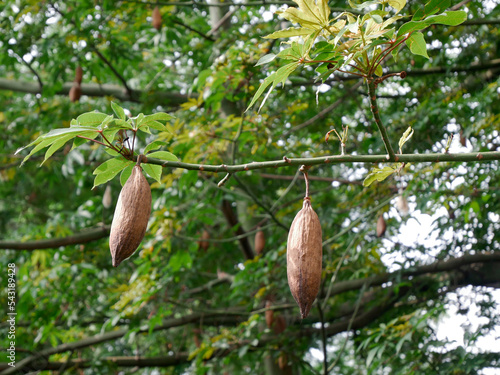 close up kapok seed ( ceiba pentandra) tree 