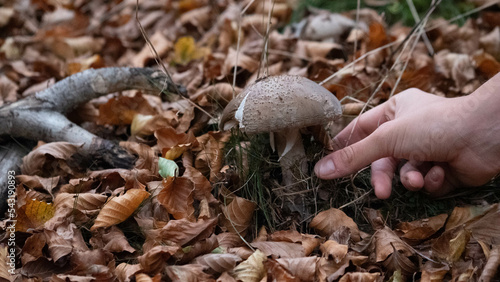 Mushroom in the forest in autumn. Hand picking mushrooms among leaves in autumn.