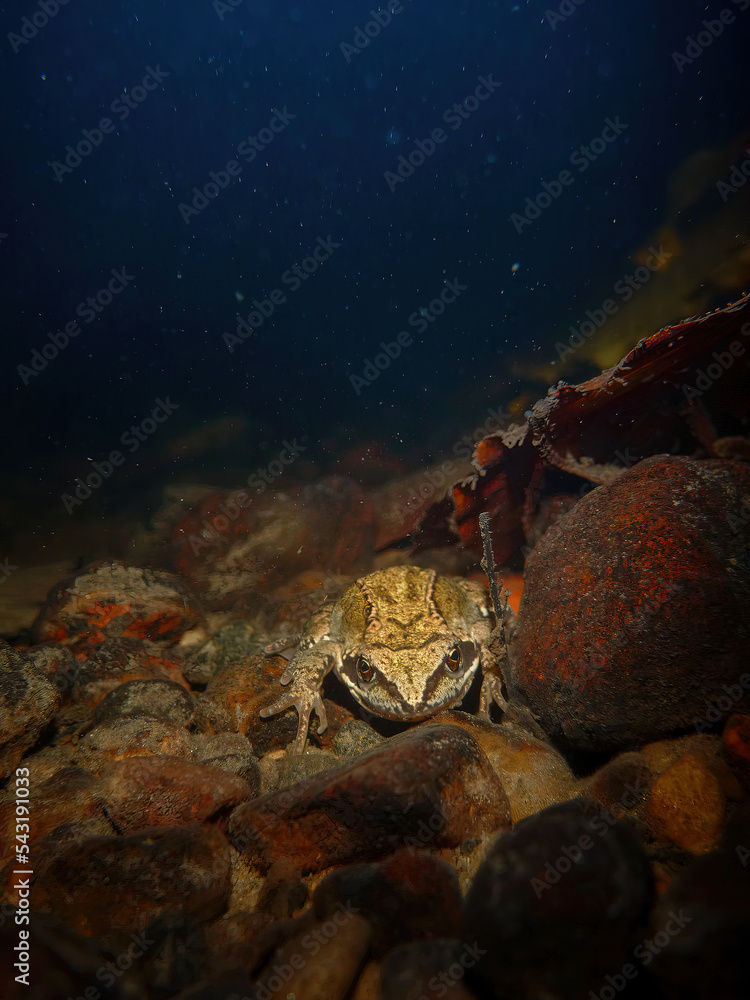 Grass frog underwater