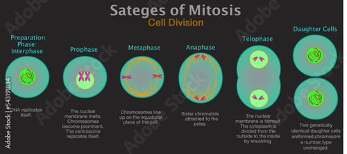 Mitosis phases. Cell division diagram cycle stages. Membrane melts, chromosomes, chromatids, divided spindle cytoplasm. Anaphase, telophase, metaphase, prophase. Transparent dark illustration vector