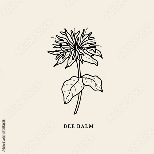 Line art bee balm illustration