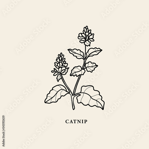 Line art catnip branch illustration photo