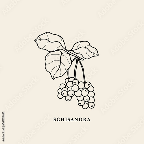 Line art schisandra branch illustration photo
