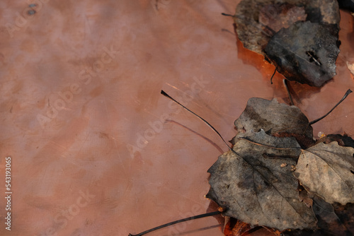 Gray aspen leaves on the textolite plate with copper foil. Copy space. photo