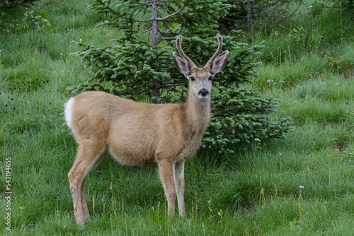 Colorado Wildlife. Wild Deer on the High Plains of Colorado. Young mule deer buck. © Gary