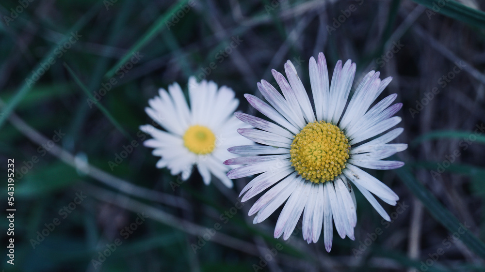 Fototapeta premium White flower with dark green background. Natural medicinal plants. Space for text.