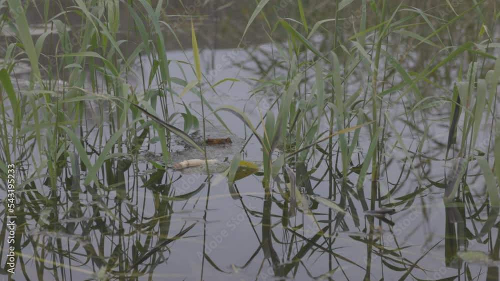 Aquatic vegetation, reeds in the water. The tranquility of nature. Calm water and reflection of plant stems. Slow motion 120 fps, ProRes 422, ungraded C-LOG 10 bit 4K video Aquatic vegetation, reeds in the water. The tranquility of nature. Calm water and reflection of plant stems. Slow motion 120 fps, ProRes 422, ungraded C-LOG 10 bit 4K video