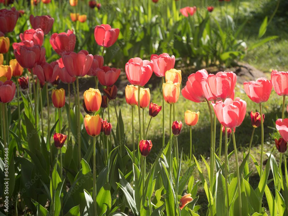 Fototapeta premium red and yellow tulips in spring