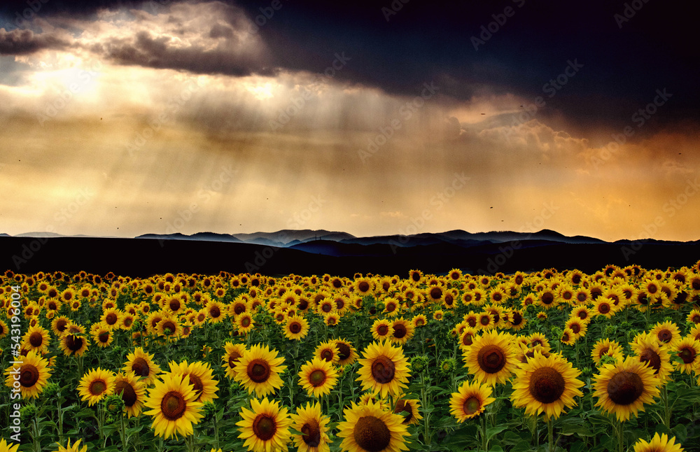 Obraz premium Sunflower field during summer sunset