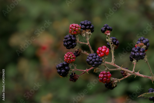 Fresh blackberries in the garden. A bunch of ripe blackberry fruits on a branch with green leaves. Mature and immature blackberries on bushes. 