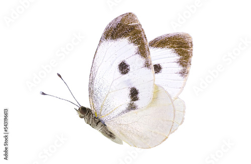Beautiful white butterfly in flight from family of whiteflies Pieridae isolated on white background. Pieris rapae.