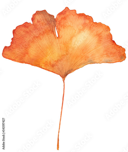 Autumn Ginkgo Biloba Leaf, Watercolor Yellow red Illustration