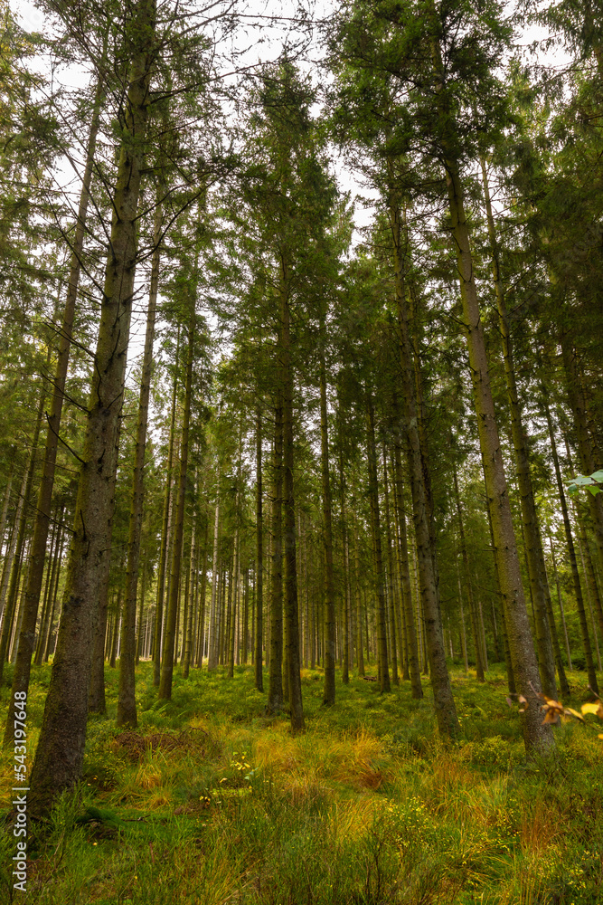 Tree trunks on a sunny autumn afternoon creating a magical atmosphere in the forest  in the Belgium Ardennes
