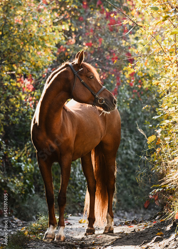 Magnificent red Arabian horse stands in a beautiful autumn forest. Equestrian photo painting in beautiful sunlight. © geptays