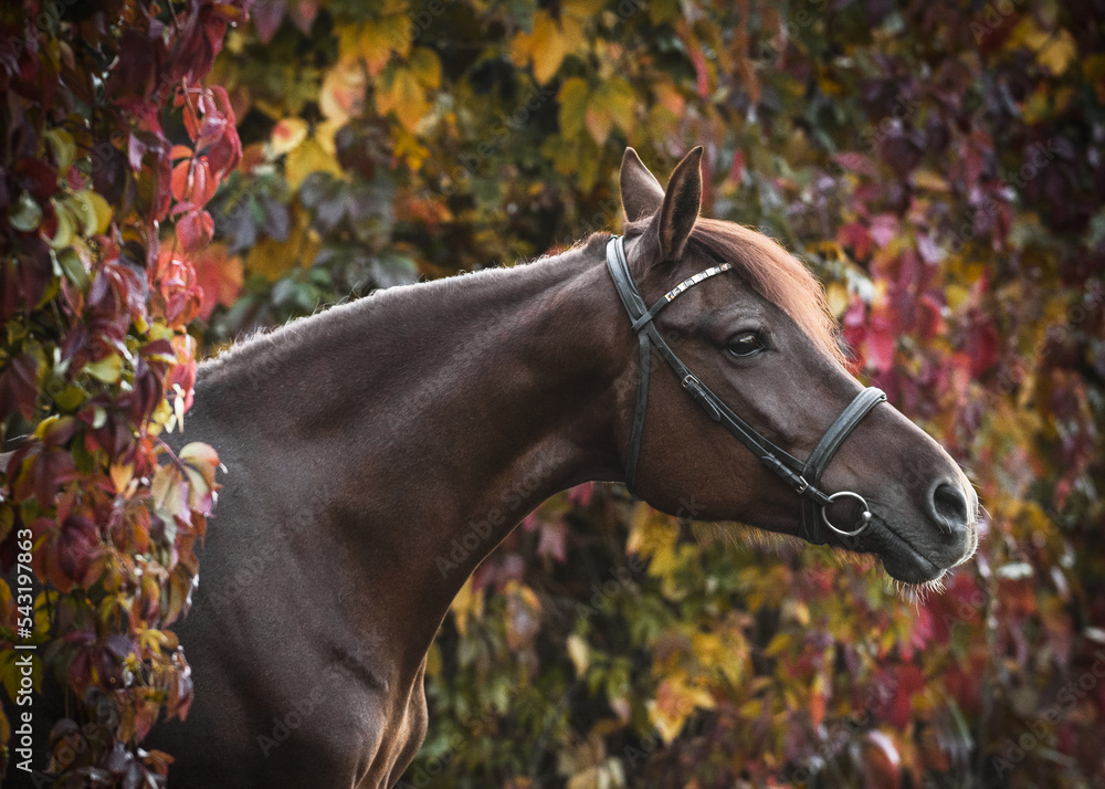 Portrait of a gorgeous red Arabian horse in a beautiful autumn forest. Equestrian photo painting