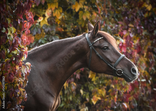 Obraz na płótnie Portrait of a gorgeous red Arabian horse in a beautiful autumn forest. Equestrian photo painting w salonie