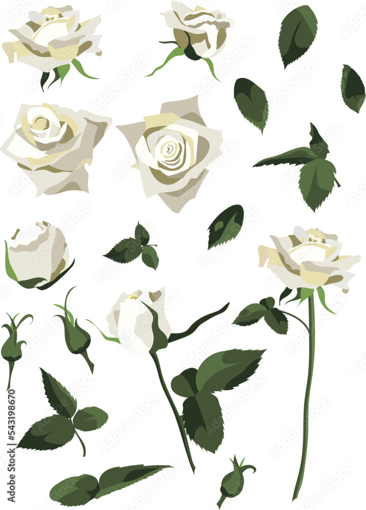 Set of floral design elements, white roses and buds, leaves and stems. Isolated on white background