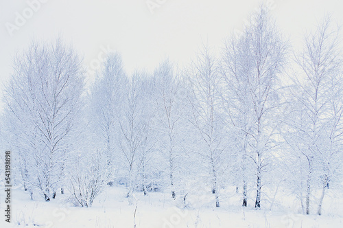 Zima. Mleczna mgła. Zawieja mróz i biel. Drzewa obsypane śniegiem i pokryte szronem, szadzią. High key, niski kontrast