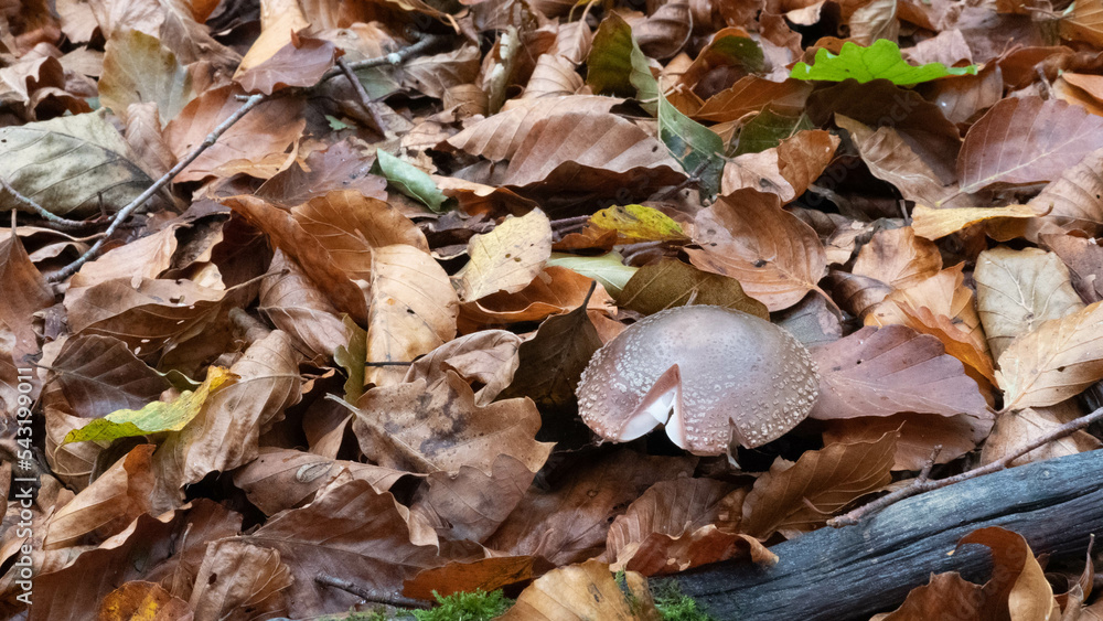 Mushroom in the forest in autumn. Hand picking mushrooms among leaves in autumn.