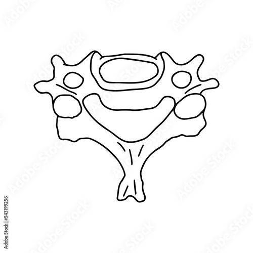 Human cervical vertebra, top view. Outline, anatomical, hand drawn illustration.