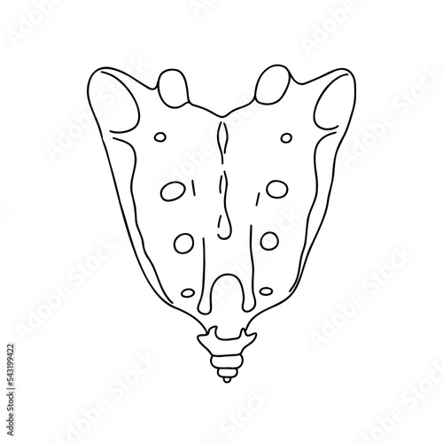 Human pelvic bones, drawn by lines on white background. Vector Stock illustration.