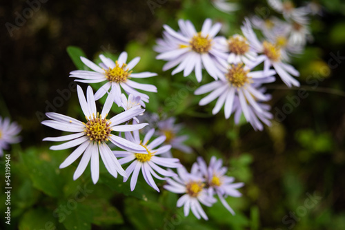 pale purple flowers of aster microcephalus var. ovatus 4