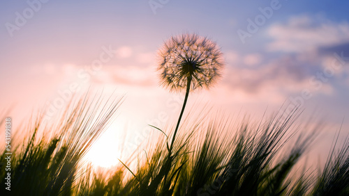 Dandelion among the grass against the sunset sky. Nature and botany of flowers