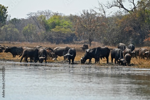 Black cape buffalos standing and walking in shallow waters, photo