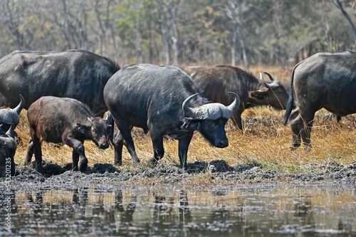 Black cape buffalos standing and walking in shallow waters, photo