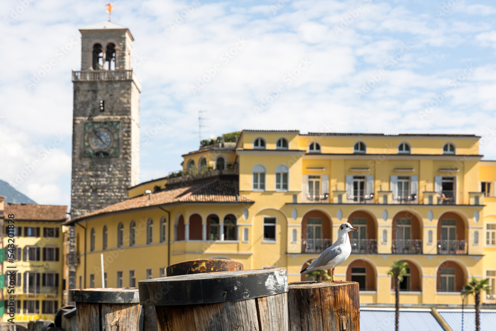 A seagull sits on a wooden mooring bollard in Riva del Garda on Lake Garda in summer