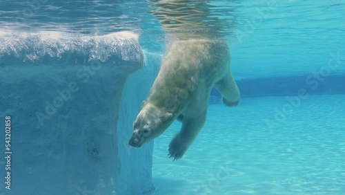 A large polar bear is swimming in captivity. You see it under the surface. Might be the only future if the ice keeps melting for this apex predator. photo