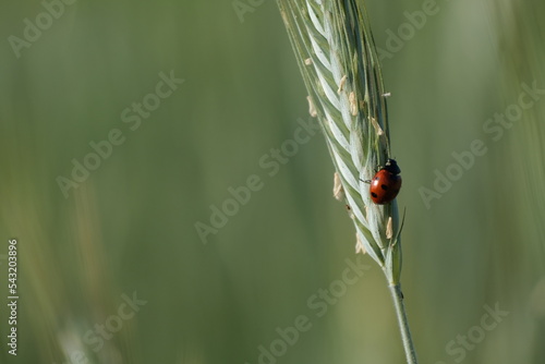 Ladybug on a rye plant in nature
