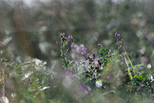 spider wibe on flowers photo