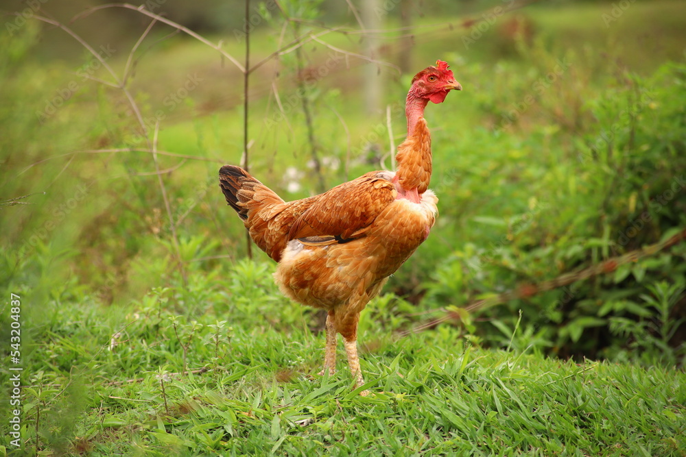 Typical freerange chickens from the countryside and countryside Stock
