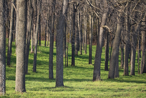 A tree grove
