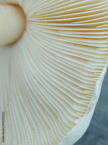 Close up of gills of agaric mushroomю. Lamella of a big mushroom abstract background macro close up