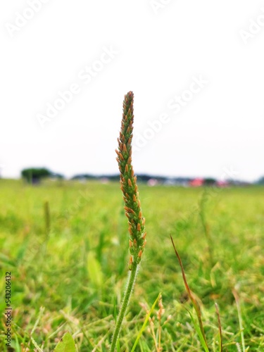 A bristlegrass